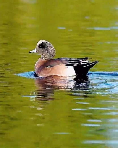 American wigeon whistling calls #birdwatching #Americanwigeoncalls #migratorybirds #birdwatching