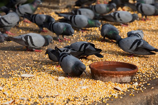 What Do Pigeons Eat - Pigeon Food Guide - NE Pigeon Supplies