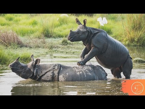 O ACASALAMENTO DOS RINOCERONTES | Tudo sobre a reprodução dos Rinocerontes
