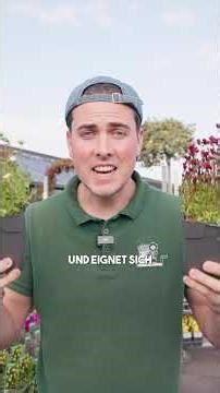 🌱 Diese 5 winterharten Bodendecker darfst du auf keinen Fall verpassen #stauden #beet #pflanzen