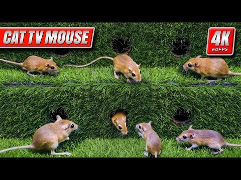 Cat TV Mouse: Real Mice Running & Hiding in Holes | 4K 60FPS for Cats to Watch