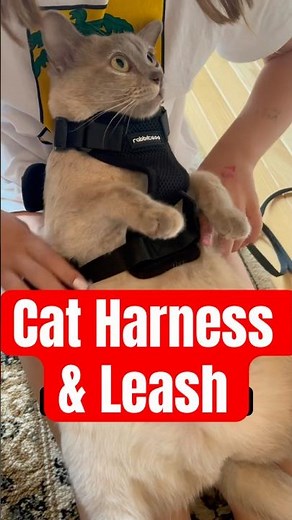 This Cat Harness & Leash is Built To Last