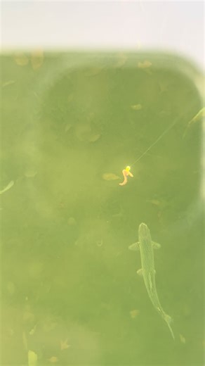 Ultimate Fishing Adventure in Colorado