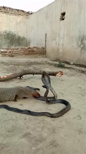 "Mongoose Attacks King Cobra ! UNBELIEVABLE Wildlife Clash" #cobra #snake #Mongoose