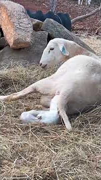 Ewe sheep giving Birth #sheep #farmlife #farm #farming #lamb #babylamb