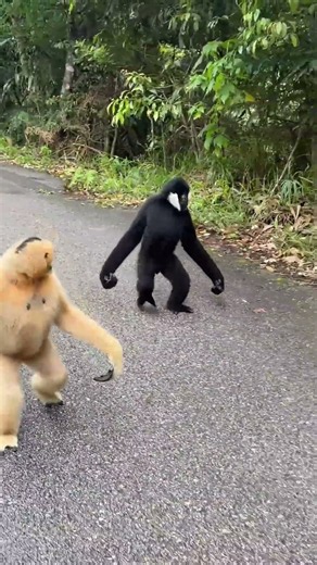 Two white-cheeked gibbons give playful chase along road in Yunnan, China