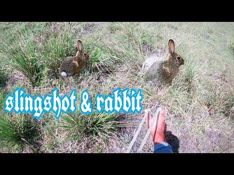Amazing Hunted Rabbit Using Slingshot - Hunting & Cook