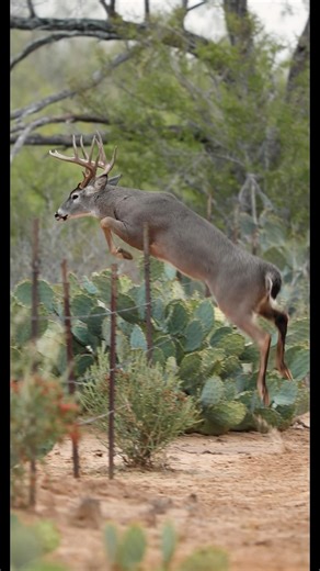 High Low Fence Jump! #deer #whitetail #bigbuck