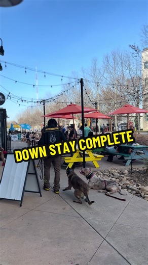 Mastering the Down Stay Command for Dogs