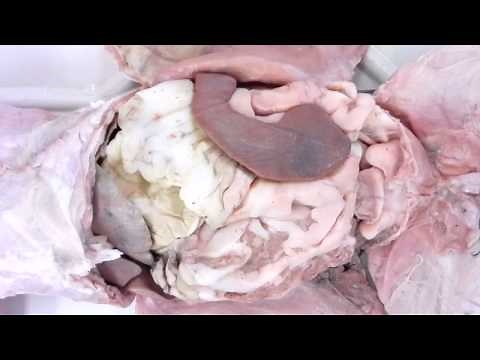 Cat Dissection: Greater Omentum