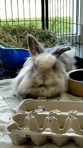 15 reactions · 5 comments | Cute girl Felicity is just having a lazy afternoon :) She is available and looking for her forever home! See her profile here: https://www.facebook.com/surreyanimalresourcecentre/photos/a.2765123376852534/2933410473357156/?type=3&theater | Surrey Animal Resource Centre | Facebook