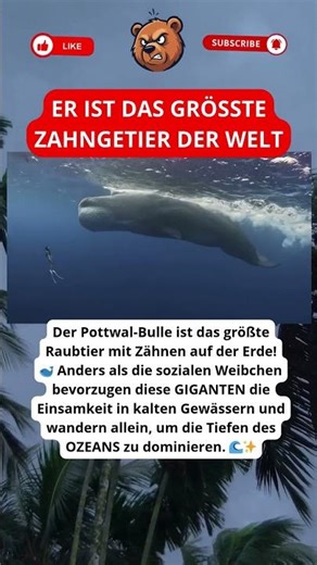 Warum bevorzugen Pottwal-Bullen die Einsamkeit im Ozean?