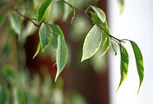 Maladies du ficus - Gamm vert