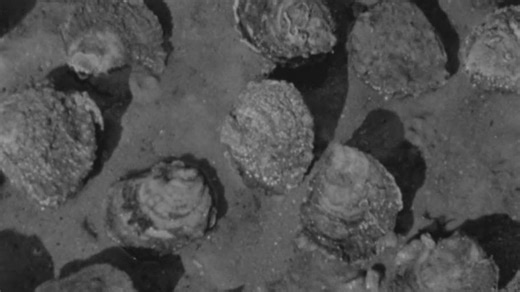 Achill Shellfish Farm