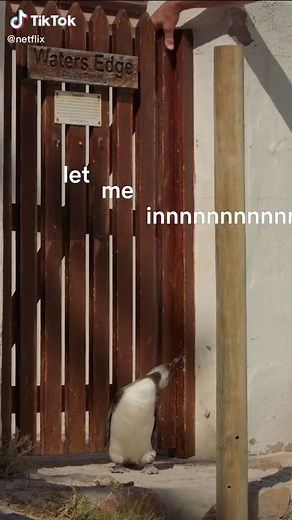 Let Him In - Penguin Town Netflix