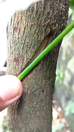 Grafting. #bonsai #bonsaitree #bonsailovers #grafting #fblifestyle