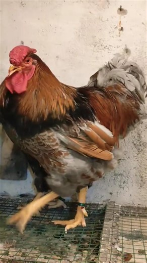 gold blue wyandotte chickens 🥰 #shorts #ytshorts #trending #youtubeshorts #wyandottechicken