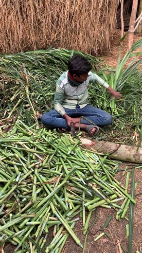 জারা ওয়ান হাইব্রিড ঘাস চাষ পদ্ধতি | লাভজনক গরুর ঘাস