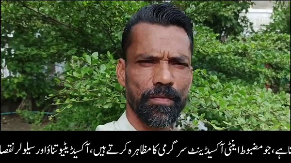 How to grow Terminalia mantaly from seeds step by step #agriculture