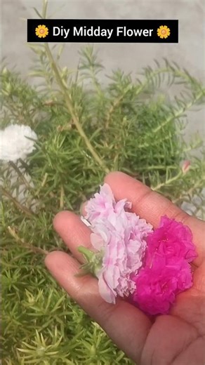 DIY Midday Flower Face Pack For Glowing Skin 🌼✨ #shorts #diy #diyskincare #skincare #faceglow #yt