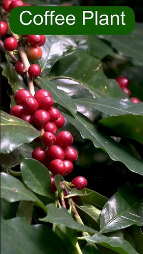 Growing Coffee Plant At Home