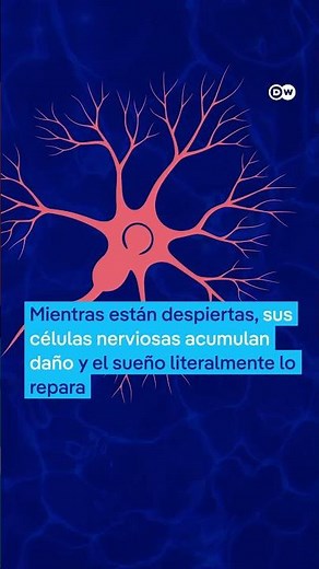 Medusas no duermen para descansar... ¡Lo hacen para reparar sus células!