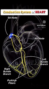 Conducting System of the Heart | Medical Talks