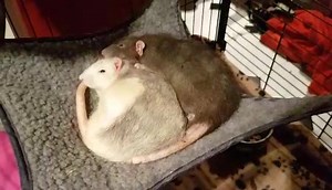 76 reactions · 14 comments | Exploding Fish's Rat Mischief Official Fanpage on Reels | Facebook