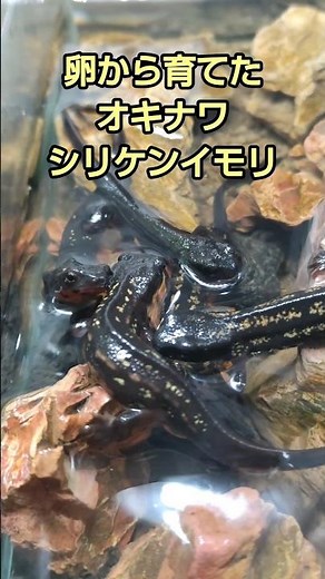 【イモリ飼育】元気なオキナワシリケンイモリ達【育て方】[Newt breeding] Healthy Okinawan Newts [How to raise them] #イモリ #飼育 #餌
