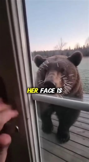 This Bear came for help....