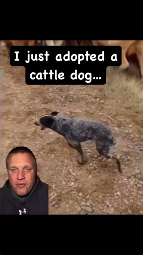 “I Got a Cattle Dog… Why Is It Chasing Everything?”
