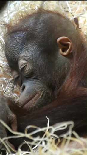 The Cutest Baby Orangutan Will Touch Your Heart!#shorts#orangutans#funnyvideo#funnyanimals