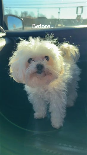 Transforming Rupp: A Maltipoo's Haircut Journey