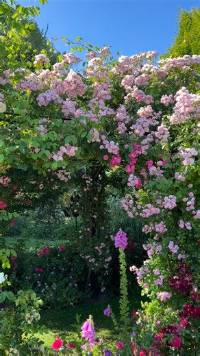 Soft pink cascades and old-fashioned charm 🌸 In Summer, our show gardens are awash with the romantic rambling roses Rural England and Minnehaha, tumbling in graceful clusters of blush and rose-pink, creating that timeless, cottage-garden feel we all adore. Which would you choose for your garden arch or pergola? Remember, we have 20% off all roses online, hurry whilst stock lasts! | Peter Beales Roses