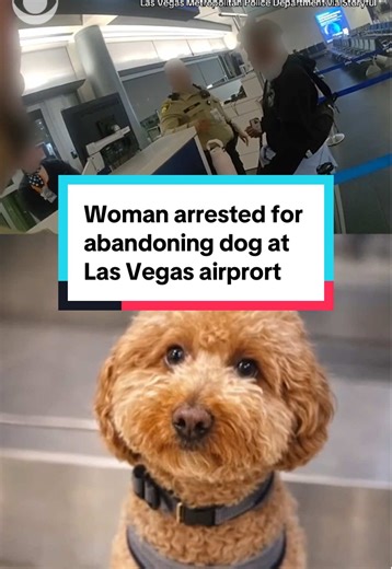 Woman Arrested for Abandoning Dog at Las Vegas Airport