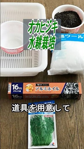 オカヒジキ 種まき～収穫 発泡容器で【水耕栽培】
