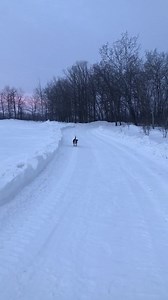 Charlie doing his thing ( running rabbits) early on a frosty Manitoba morning about 1 hours from us.! Charlie is out of F.C. Branko's Al Capone x Branko's Miss Caprice | Branko's Beagles
