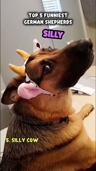 Ranking The Funniest German Shepherds 🐕📈 #funniestpets #talkingdog