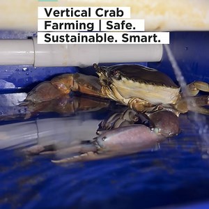 61 reactions · 130 shares | Sustainable Crab Farming in a Box? It's Possible! | RAS Aquaculture | Facebook