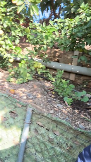 Big lemons. | Ssir Jhoi