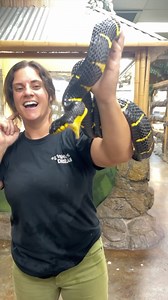 THIS IS A MANGROVE SNAKE 🐍 He is technically rear fanged venomous 😮 But his bite isn’t lethal to humans 😅 that being said… It’s still not a pretty bite, but what Bite is 🤔 • • • • • • #wow #cool #animal #animallovers #reptilesoﬁnstagram #mangrove #snakesofinstagram #reptiles #awesome #fun #southeastasia | The Reptile Zoo