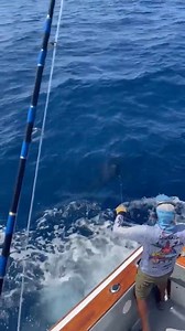 Galapagos - Mantarraya released 7 Striped Marlin. | Marlin Billfish