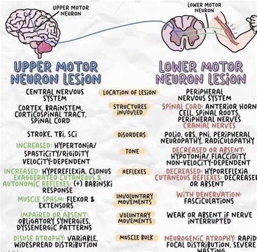 EISHA KHAN SPT on Instagram: ""Upper Motor Neuron vs Lower Motor Neuron Lesions 🔍 UMN lesions show spasticity, hyperreflexia, and positive Babinski, while LMN lesions present with flaccidity, hyporeflexia, muscle atrophy, and fasciculations. Understanding these key differences helps guide accurate neurological assessment and effective physiotherapy planning." #PhysioFactsDaily #Physiotherapy #NeuroRehab #UMN #LMN #NeurologyBasics #PhysioStudent #PhysioAwareness #DPTJourney #RehabScience"