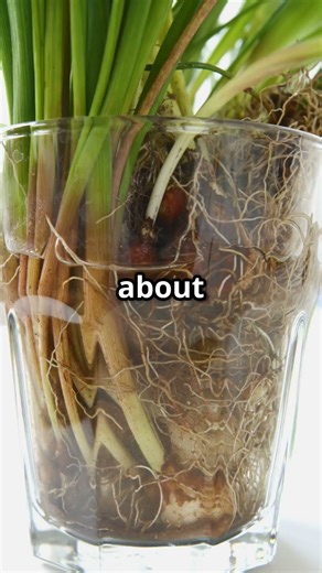 Coleus Plant Propagation: Easy Tips! #coleusplant #propagationtips #gardeningtips #easyplantcare