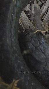 545K views · 7K reactions | രാജവെമ്പാല #kingcobra #cobra #snake #facts | Vijayakumar Blathur | Facebook