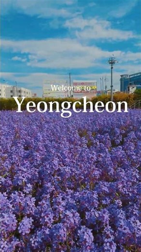 영천의 이곳 아시나요? 보랏빛 힐링 여행 🌿 #flowers #spring