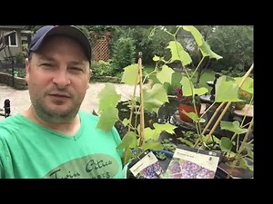 Pergola Build ~ With Grape Vines