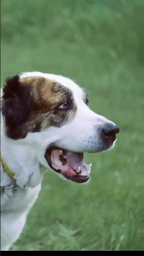 Dog Barking Sound Effects For Youtube Videos Editing