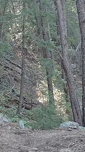 5.1K views · 111 reactions | Mountain Lion calling out! SOUND ON  #mountaionlion #lion #cougar #wildlife #naturephotography #wild #viralreelsfbpage | High Altitude Pagosa | Facebook