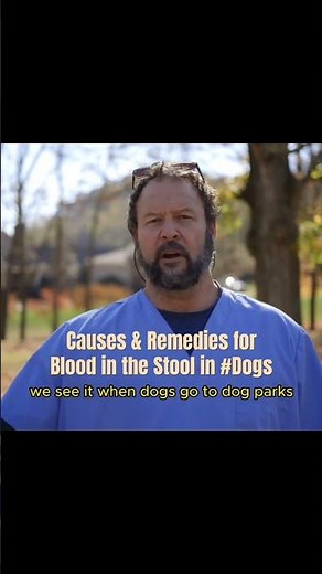 Learn why and what to do if your #dog has blood in the stool. #dogowners #dogvet